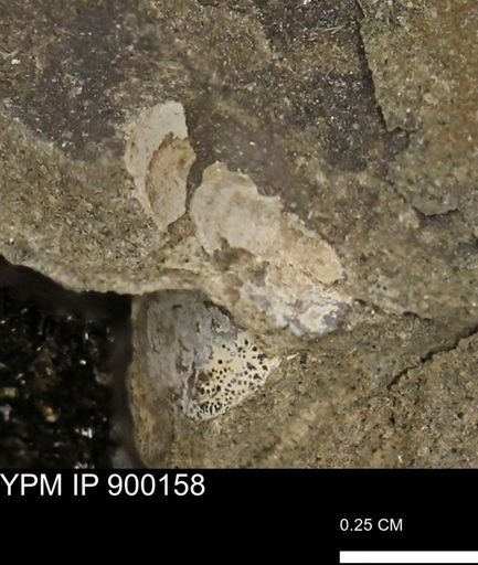 undet. Mollusca
