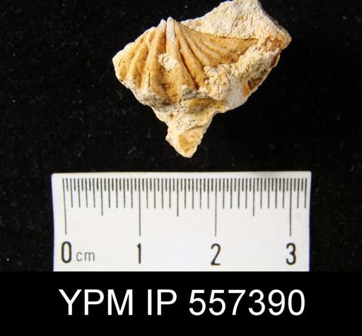 Delthyris sp.