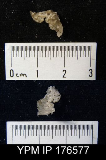 Kochiproductus sp.