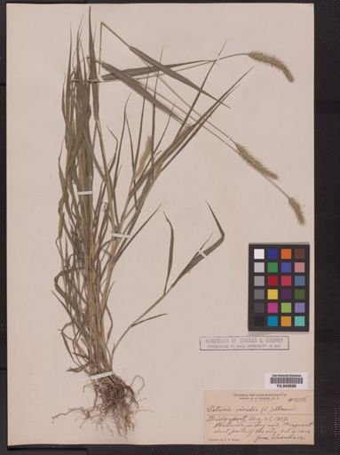 Setaria viridis