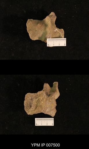 Monticulipora molesta
