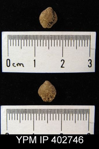 undet. Brachiopoda