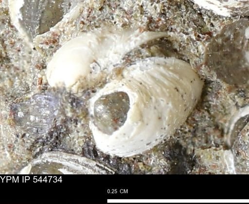 Corbulamella gregaria