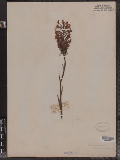 Habenaria ciliaris