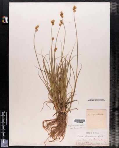 Carex brevior
