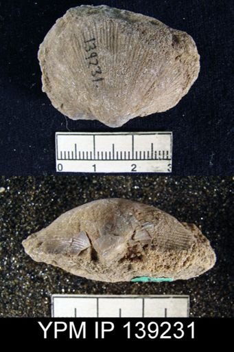 Derbya sp.