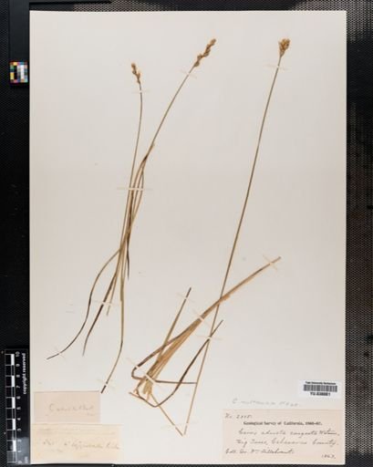 Carex adusta