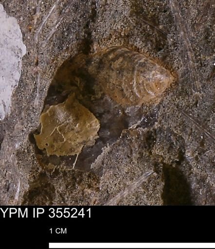 Inoceramidae?