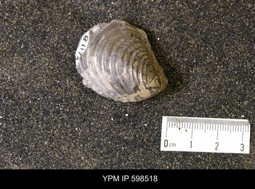 Inoceramus sp.