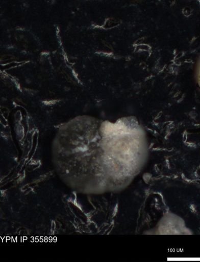 undet. Foraminiferida