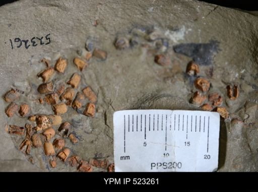 undet. Echinodermata