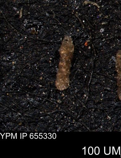 Ammobaculoides whitneyi