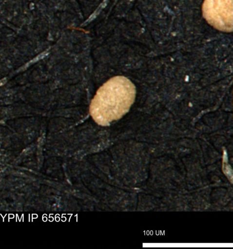 undet. Foraminiferida