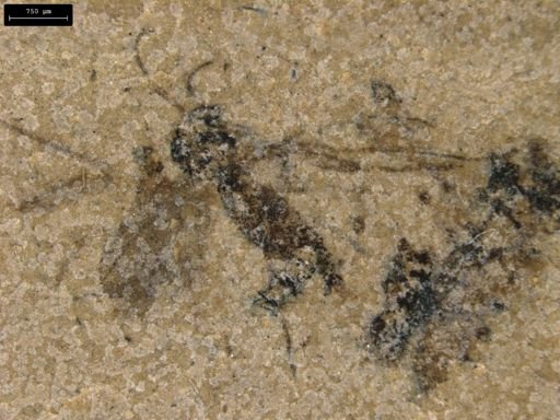 taxon undetermined