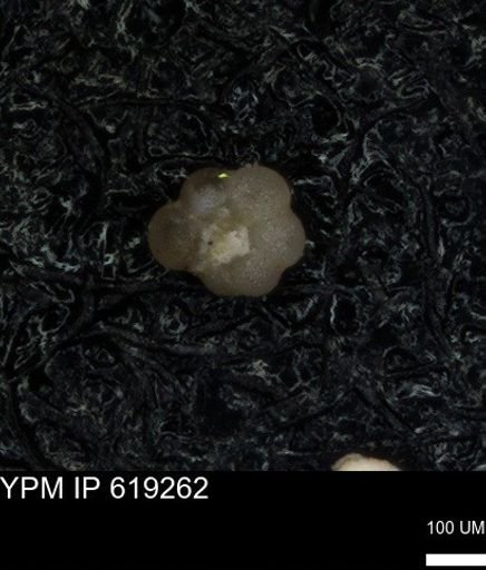 undet. Foraminiferida