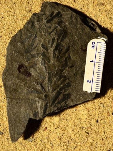 Sphenophyllum angustifolium