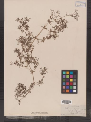 Galium asprellum