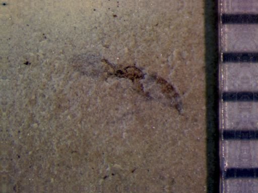undet. Diptera