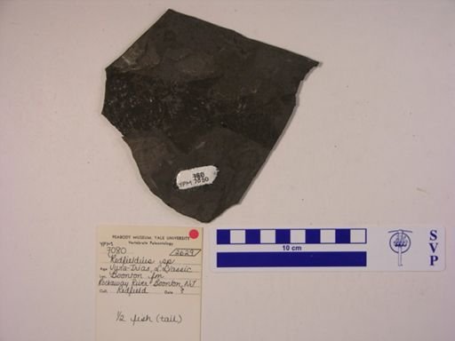 Redfieldia sp.