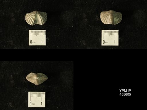 Platystrophia ponderosa