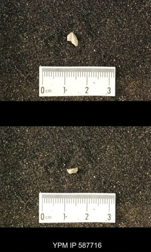 Bilobites biloba