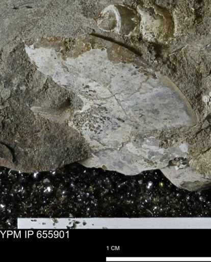 undet. Sphenodiscidae