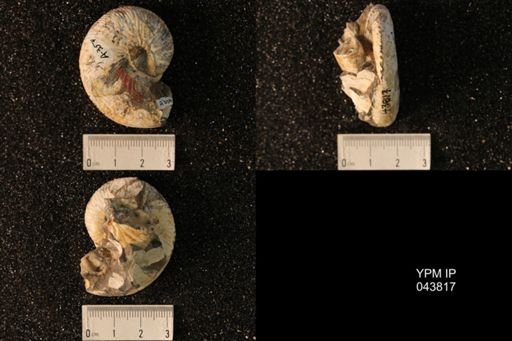 Hoploscaphites nicolletii