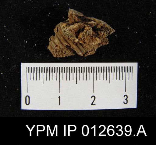 Rhynchopora taylori