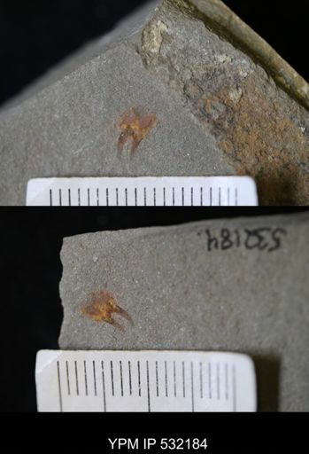 Chelicerata