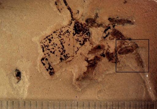 undet. Diptera