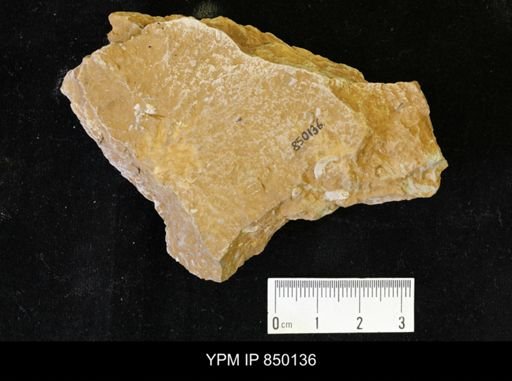 undet. Scaphitidae
