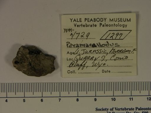 Paramacellodus sp.