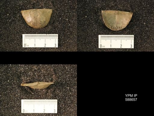 Strophomena planumbona