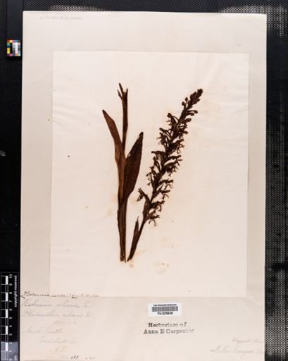Habenaria