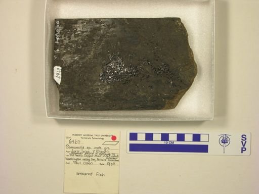 Semionotidae