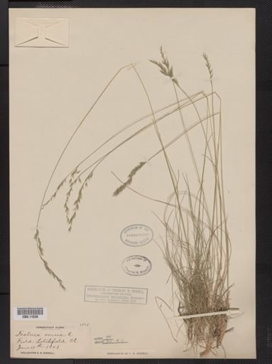 Festuca ovina