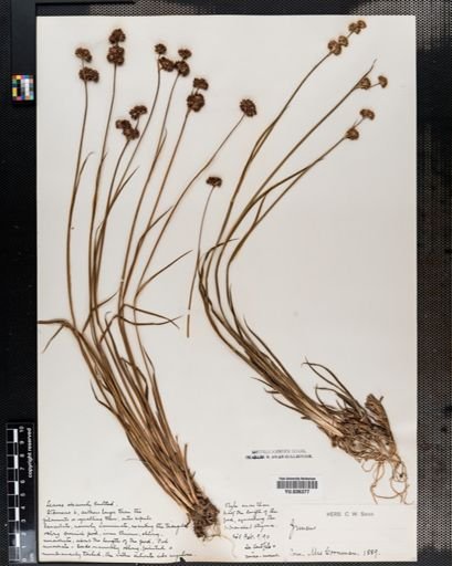 Juncus