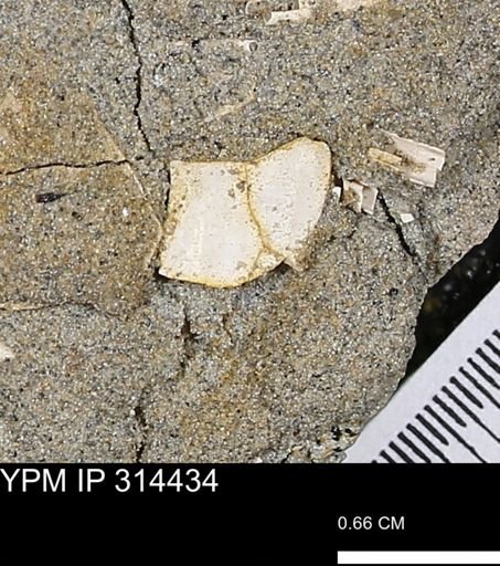 undet. Mollusca