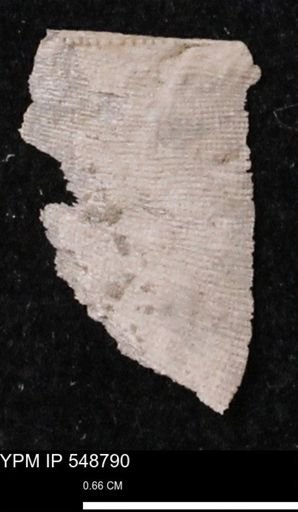 Stropheodonta perplana