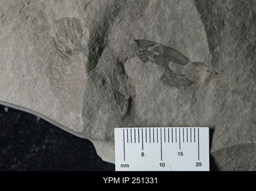undet. Eurypterida