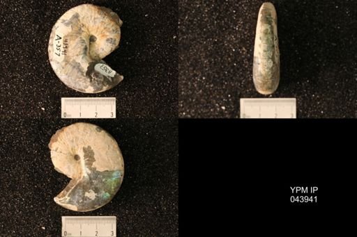 Hoploscaphites nicolletii