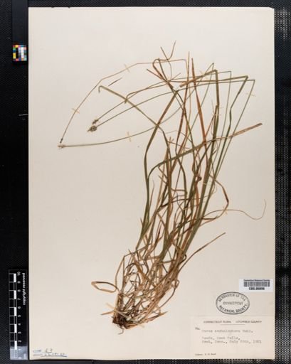 Carex cephalophora