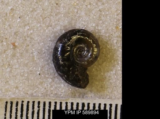 undet. Scaphitidae