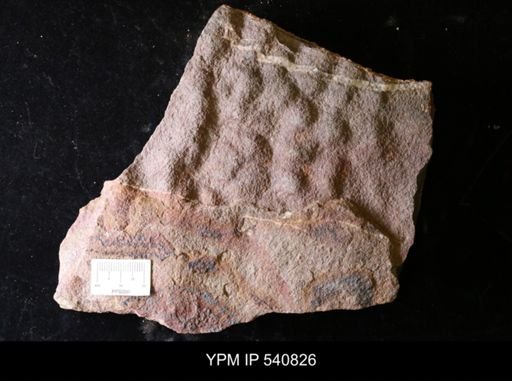 sediment structure - mat