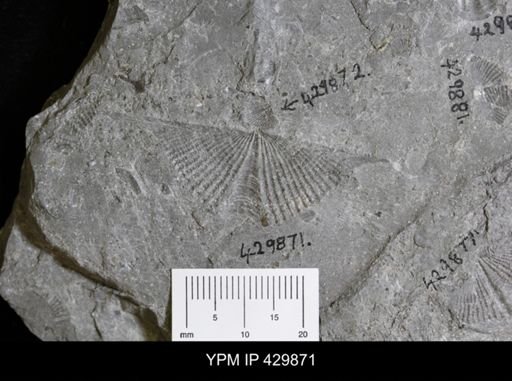 Mucrospirifer mucronatus