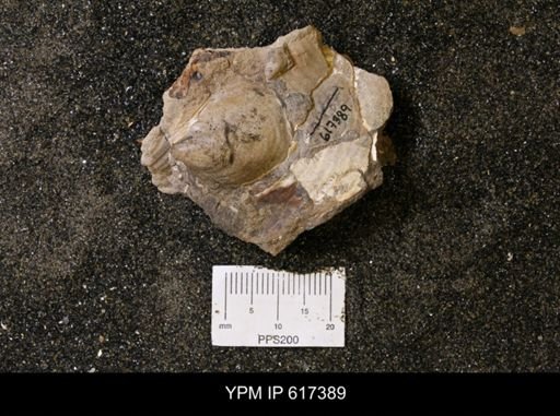 Phelopteria linguaeformis