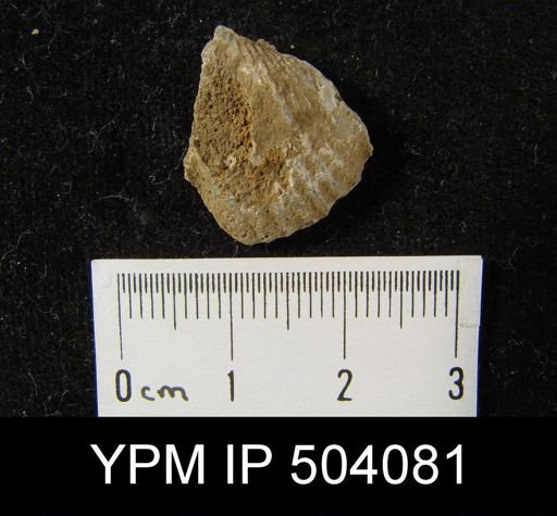 Cyrtina cf. rostrata