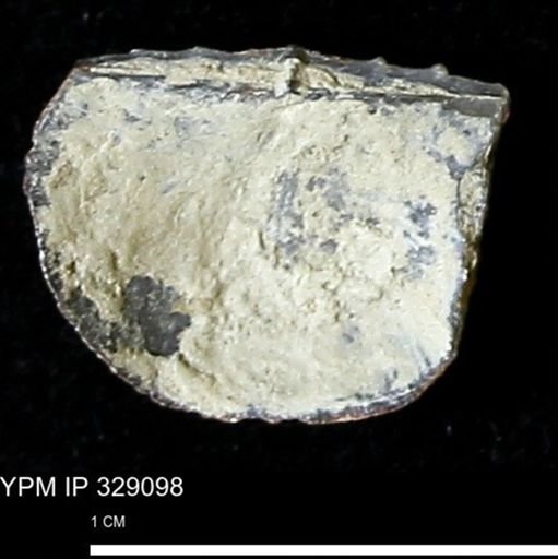 Chonetes scitulus