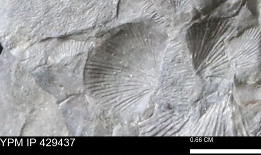 Devonochonetes scitulus