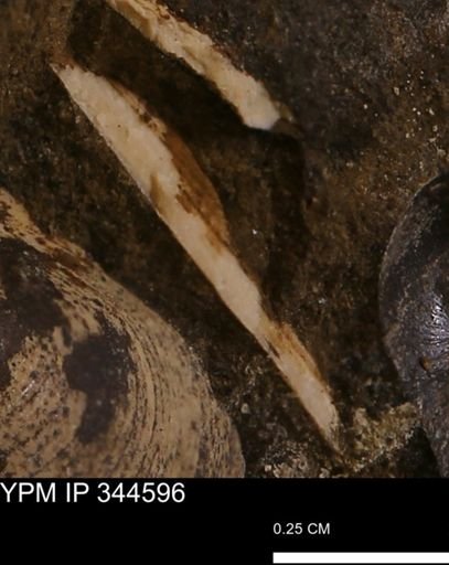 undet. Mollusca